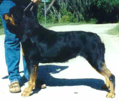 quinnisi1.jpg (16148 bytes)