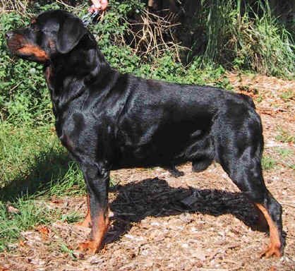 thunder2.jpg (34544 bytes)