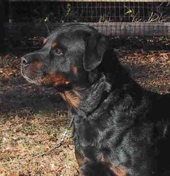 vadar5yrhd.jpg (18544 bytes)