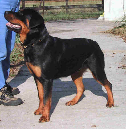 face_gs_impress.jpg (54029 bytes)