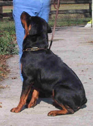 facesit.jpg (31031 bytes)