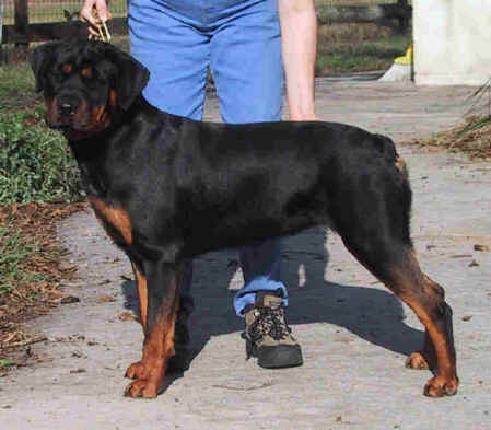 facethis.jpg (32534 bytes)