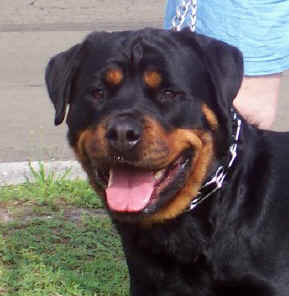 izzy2004.jpg (153163 bytes)