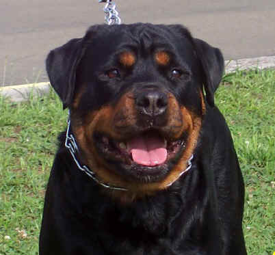 izzy2004b.jpg (162063 bytes)