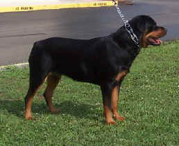 izzy2004c.jpg (211254 bytes)